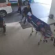 Koalisi Soroti Posisi Sutrimo sebagai Pekerja Domestik, Negara Diminta Bertanggung Jawab