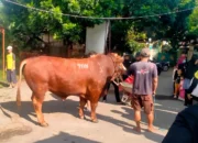 Seberat 1,1 Ton, Pengurus Masjid Fatahillah Sleman Apresiasi Bantuan Sapi Jumbo untuk Warga