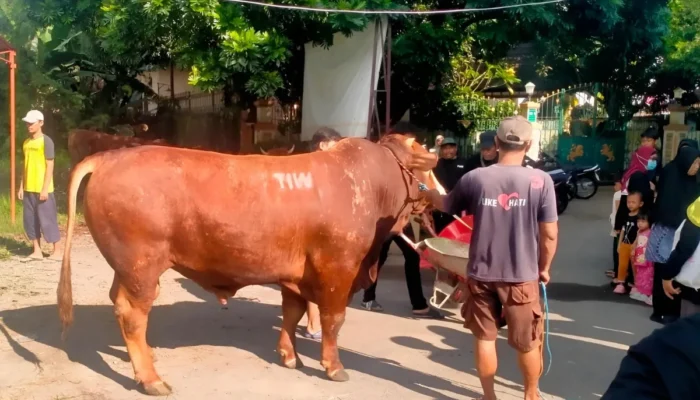 Seberat 1,1 Ton, Pengurus Masjid Fatahillah Sleman Apresiasi Bantuan Sapi Jumbo untuk Warga