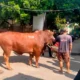 Seberat 1,1 Ton, Pengurus Masjid Fatahillah Sleman Apresiasi Bantuan Sapi Jumbo untuk Warga